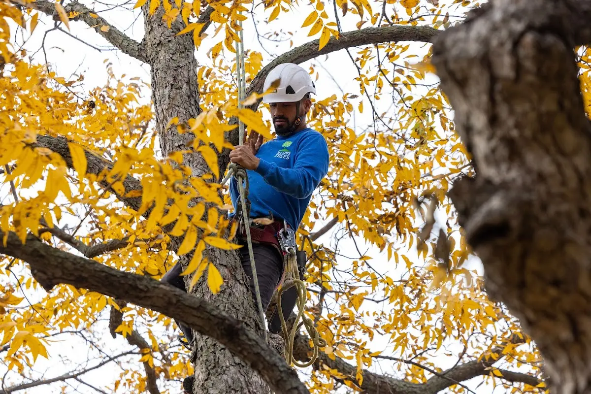 Skilled Tree Transplanting crew working in Crane Hill