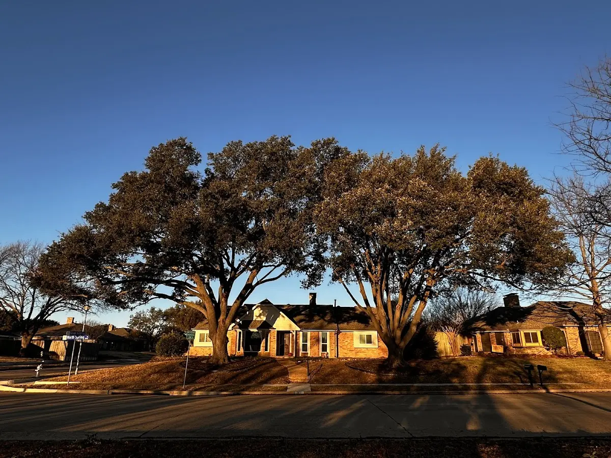 Established residential canopy tree shading a home in Crane Hill
